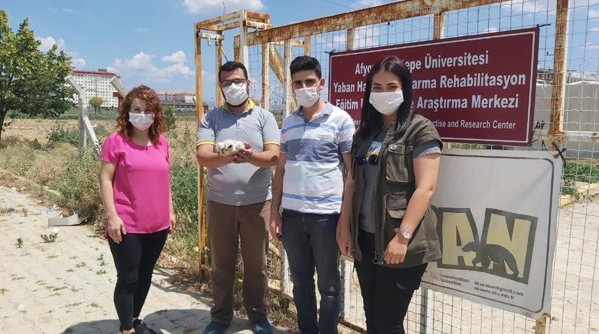 Yaralı yavru şahin g&ouml;t&uuml;r&uuml;ld&uuml;ğ&uuml; hastanede telef oldu