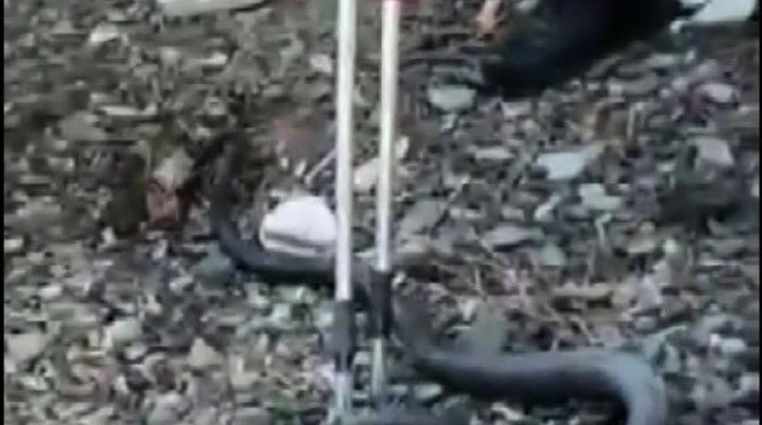 Osmaniye’de kümeste yılan operasyonu