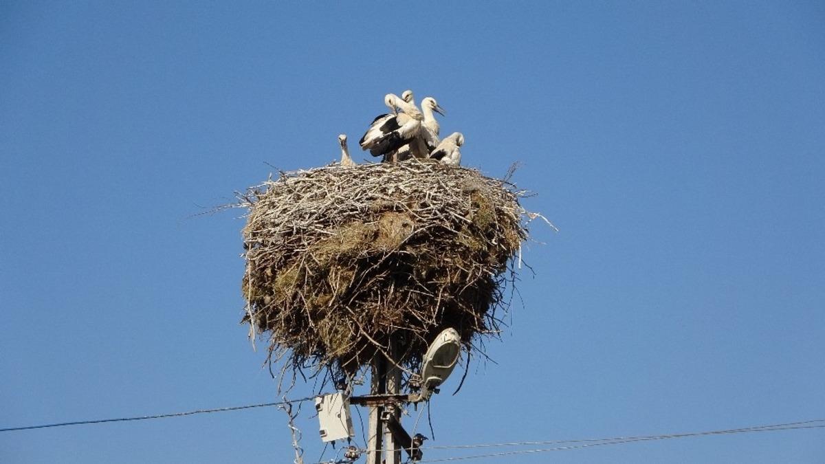 Yavru leylekler g&ouml;&ccedil;e hazırlanıyor