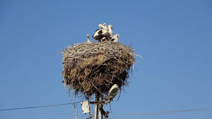Yavru leylekler göçe hazırlanıyor G1