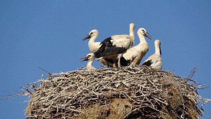 Yavru leylekler göçe hazırlanıyor G2