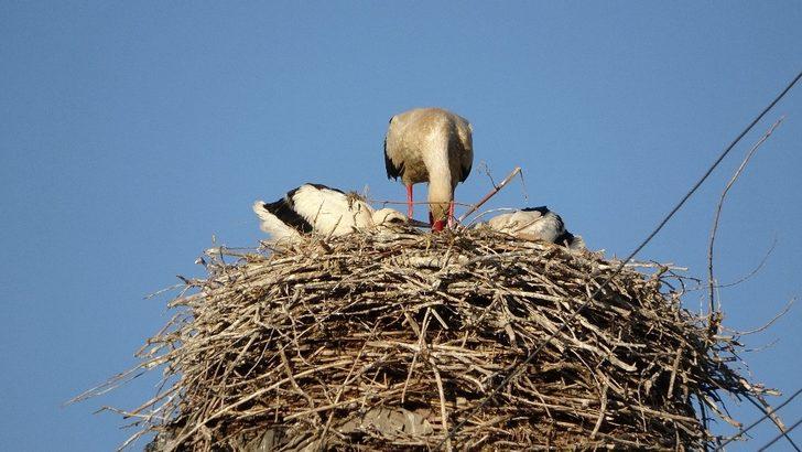 Yavru leylekler göçe hazırlanıyor G5