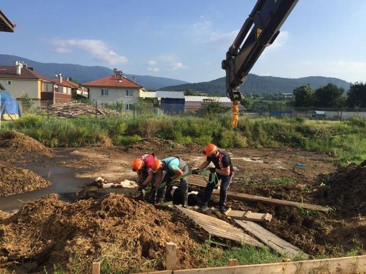 Gübre yığınına saplanan buzağıları boğulmaktan itfaiye kurtardı G1