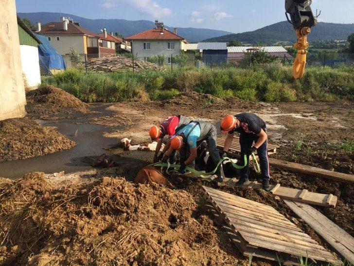 Gübre yığınına saplanan buzağıları boğulmaktan itfaiye kurtardı G2