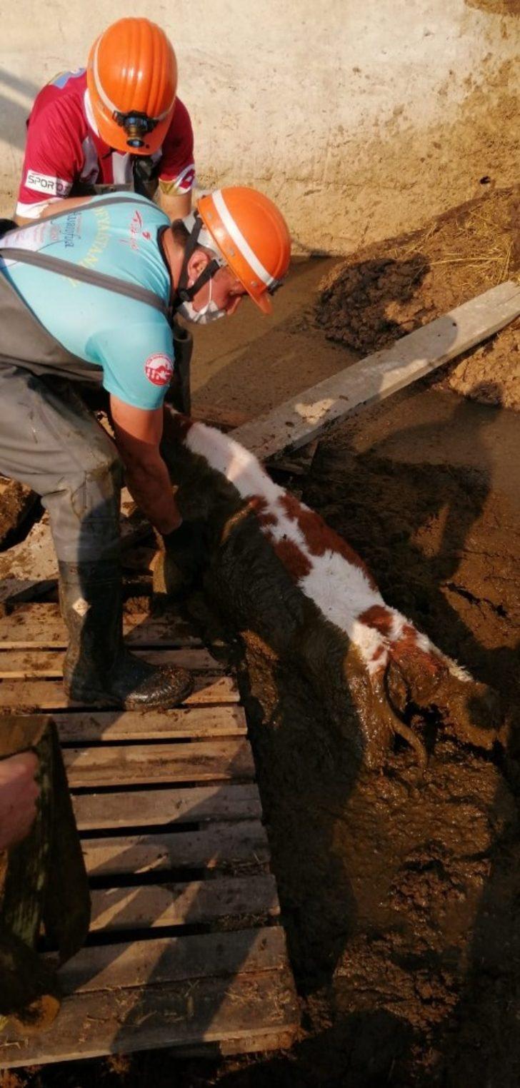Gübre yığınına saplanan buzağıları boğulmaktan itfaiye kurtardı G3
