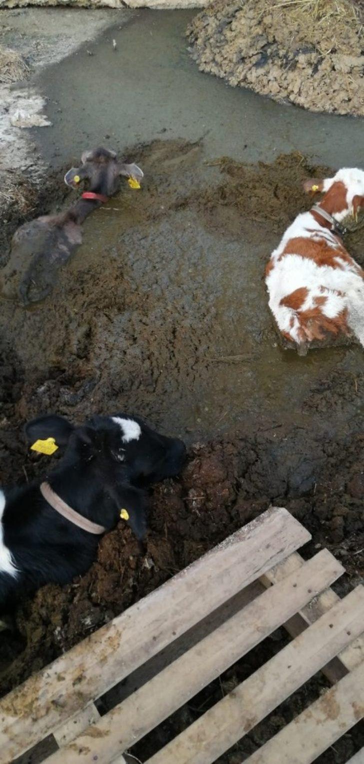 Gübre yığınına saplanan buzağıları boğulmaktan itfaiye kurtardı G4