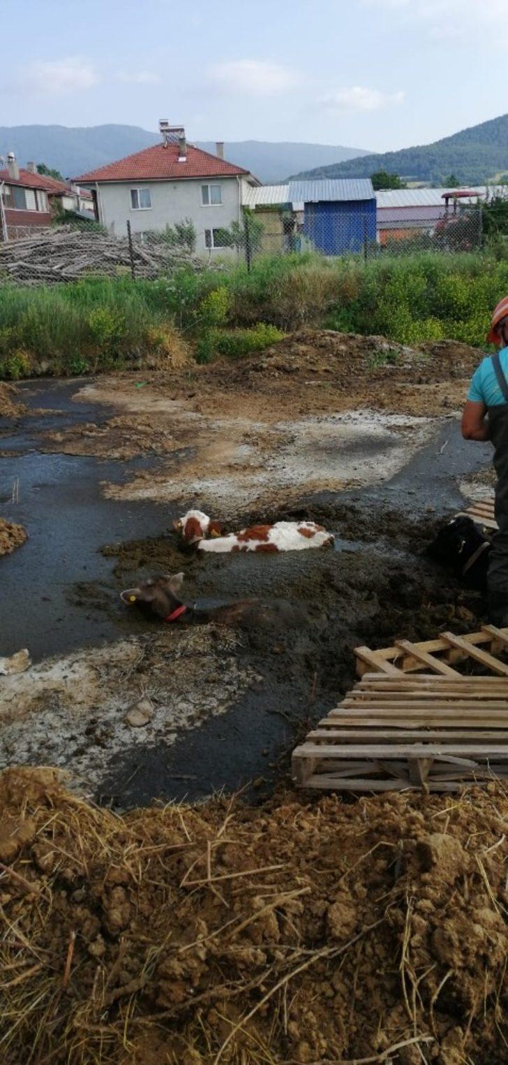 Gübre yığınına saplanan buzağıları boğulmaktan itfaiye kurtardı G5