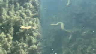 Vatandaşlar tedirgin! İznik Gölü'nden sonra Uluabat Gölü'nde de ortaya çıktılar