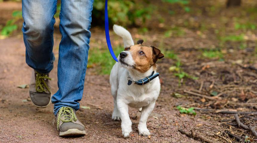 Bilim insanlarından yeni formül: Köpeğiniz gerçekten kaç yaşında?