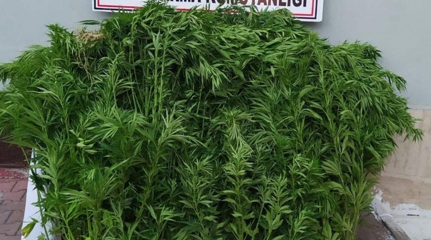 Evlerinin bahçesinde uyuşturucu yetiştirdiler