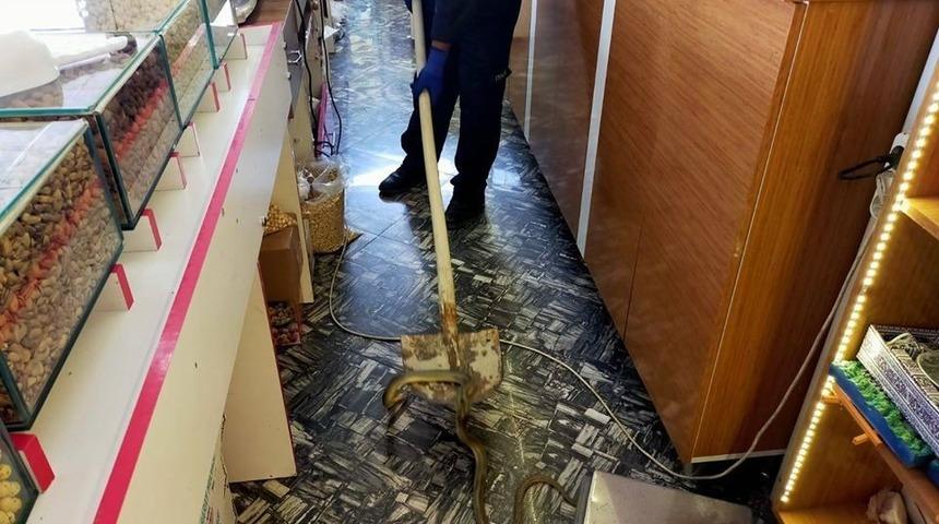 İş yerine giren yılan paniğe neden oldu