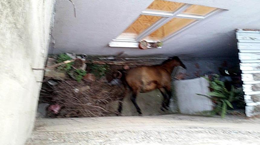 Apartman boşluğuna d&uuml;şen atı itfaiye kurtardı