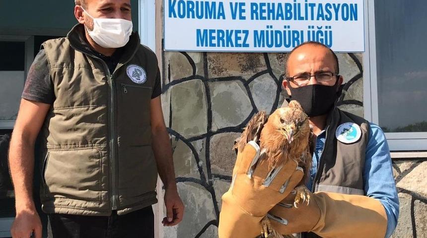 Yaralı kuşlar tedavi altına alındı