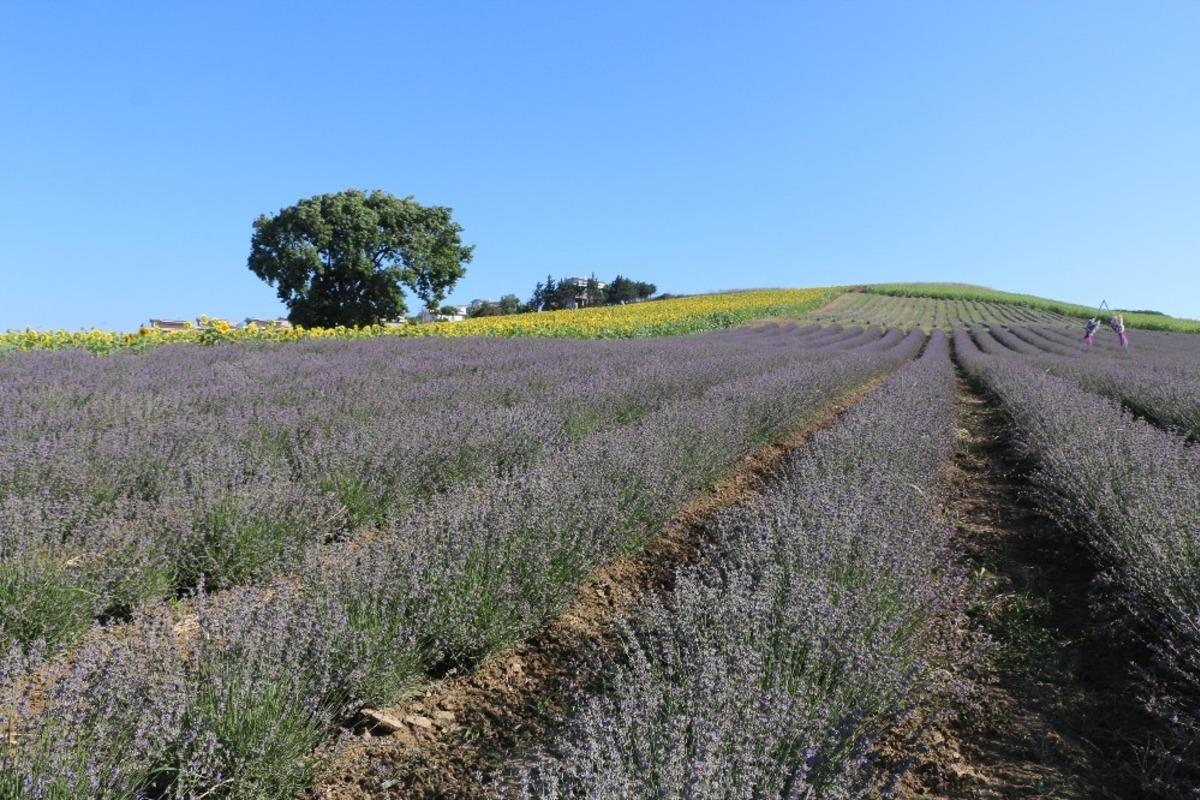 B&uuml;y&uuml;k&ccedil;ekmece&rsquo;yi lavanta kokuları sardı