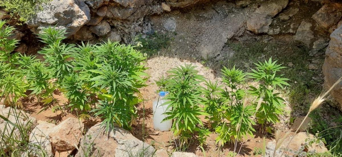 Tunceli&rsquo;de uyuşturucu ile m&uuml;cadele, esrar ve kenevir ele ge&ccedil;irildi