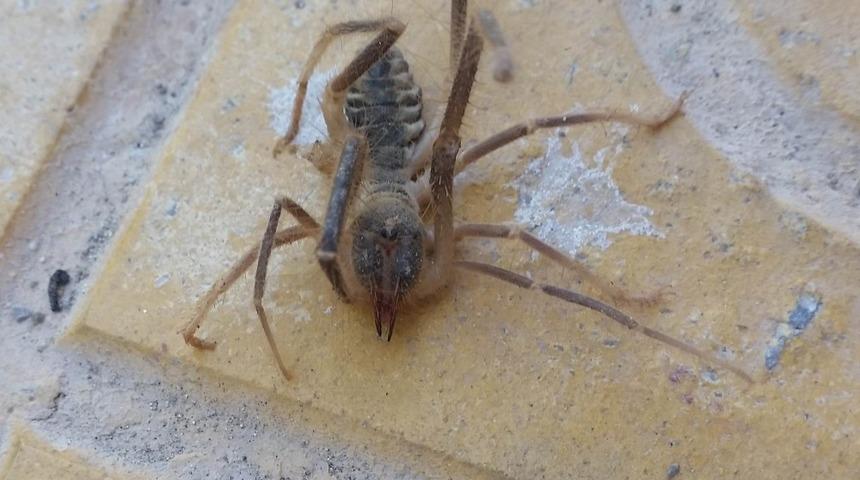 Konya&rsquo;da etobur &ouml;r&uuml;mcek "Sarıkız" bulundu