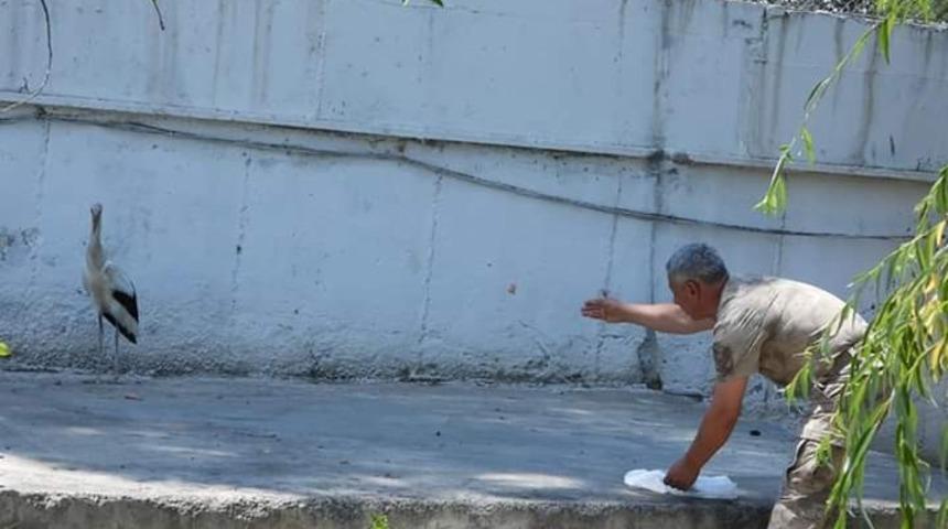 U&ccedil;uş denemesi yaparken yorgun d&uuml;şen yavru leylek, koruma altına alındı