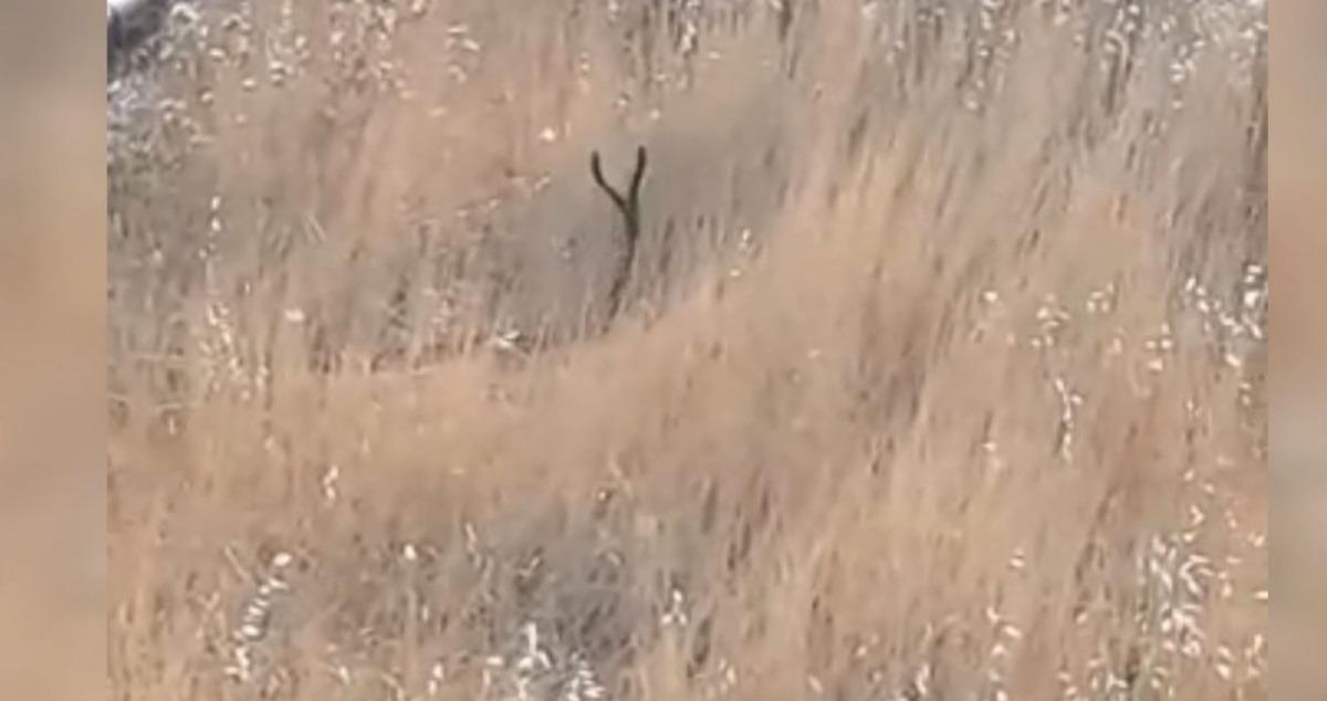 Yılanların dansı kamerada