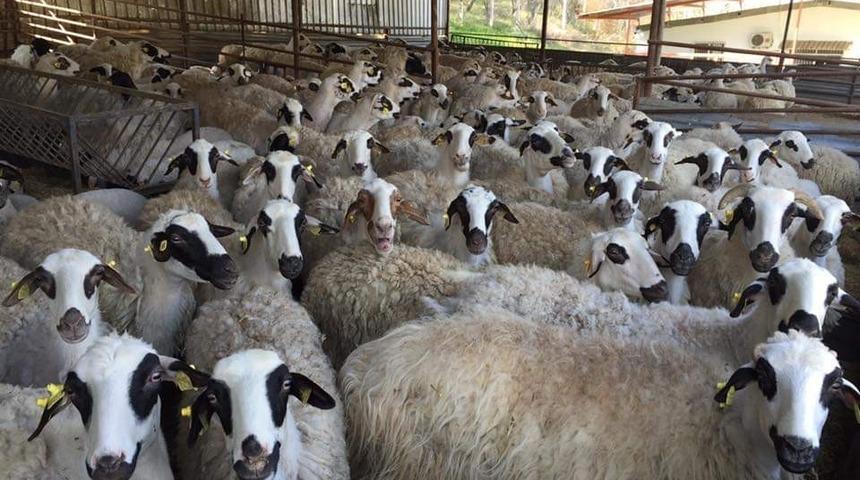 ADÜ Ziraat Fakültesi kurbanlık satışları başladı