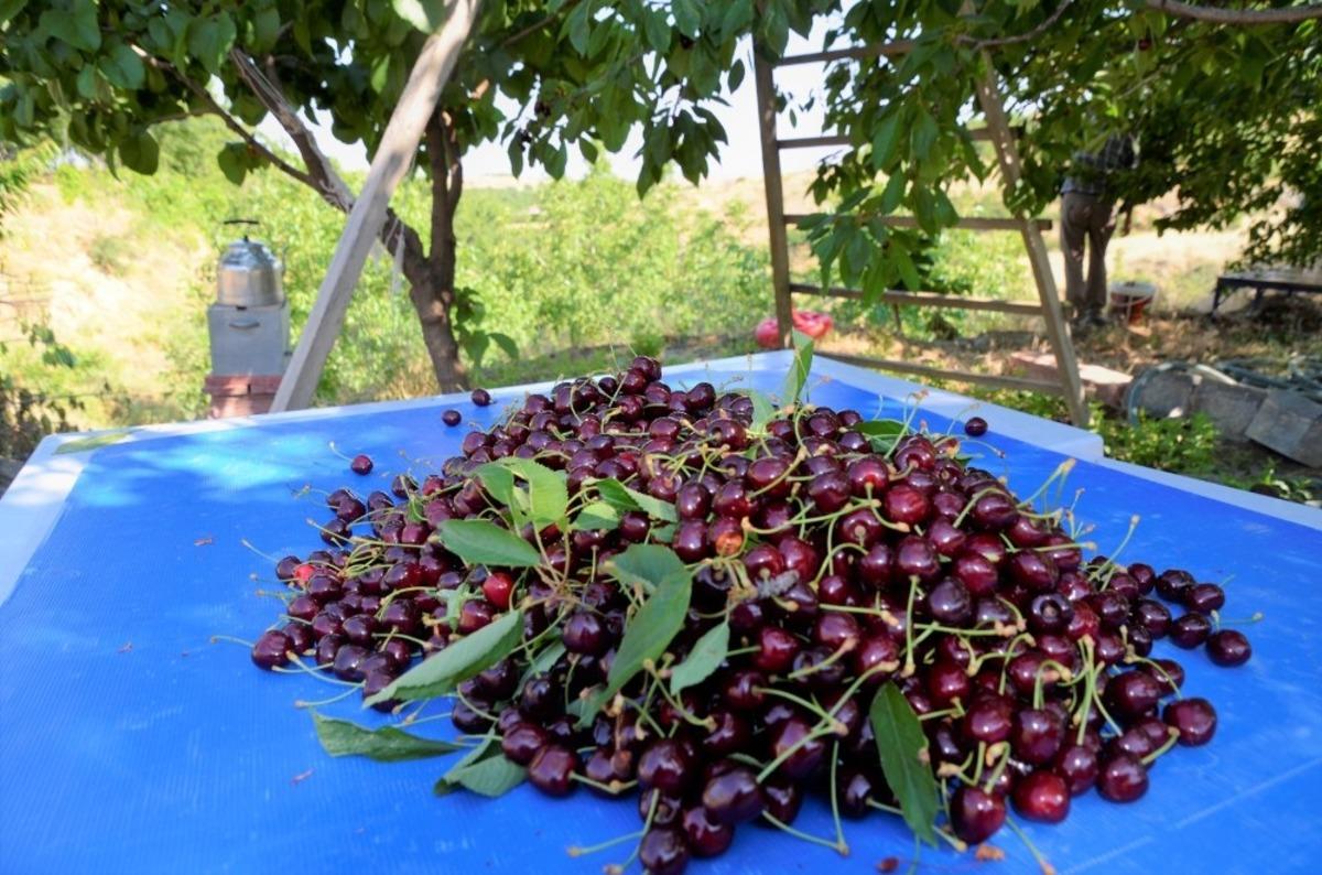 Malatya&rsquo;da kiraz hasadında sona doğru
