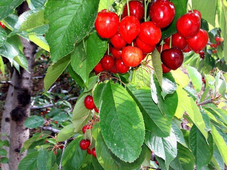 Malatya’da kiraz hasadında sona doğru G2