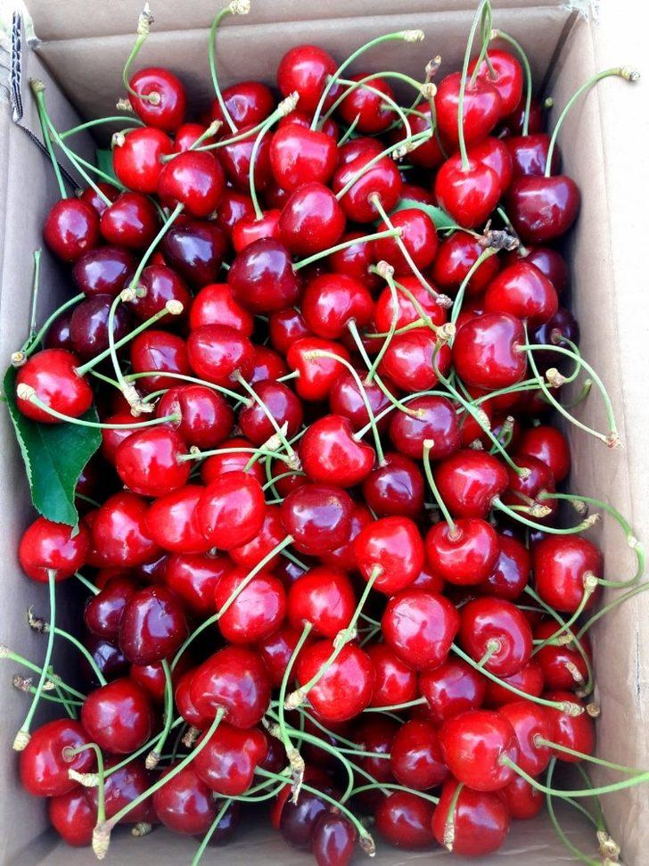 Malatya’da kiraz hasadında sona doğru G3