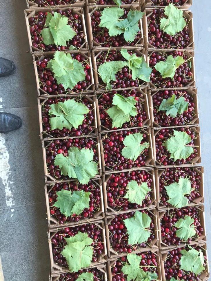 Malatya’da kiraz hasadında sona doğru G4