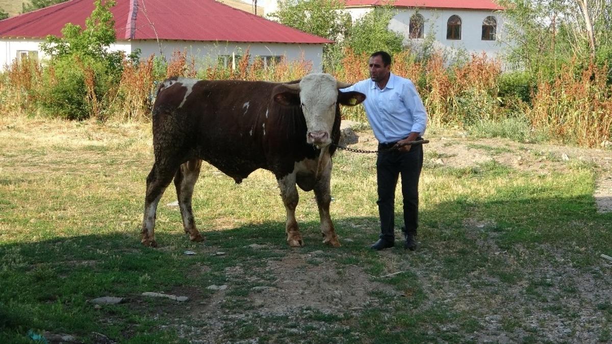 G&ouml;z&uuml; gibi baktığı tosununu kurbanlık i&ccedil;in hazırladı