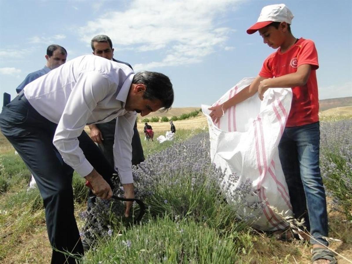Lavanta hasat g&uuml;n&uuml; d&uuml;zenlendi