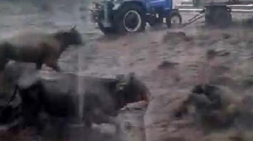 Hayvanlar sel sularına kapıldı: Zararın boyutu &ccedil;ok y&uuml;ksek