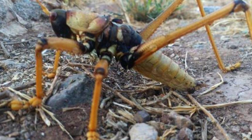 Yer: Adıyaman! 25 santimetrelik dev &ccedil;ekirge, şaşkınlık yarattı