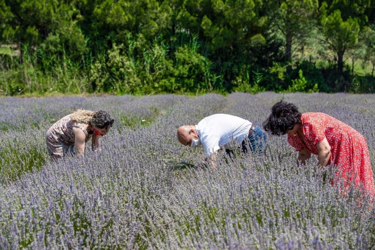 Seferihisar&rsquo;da lavanta hasadı heyecanı