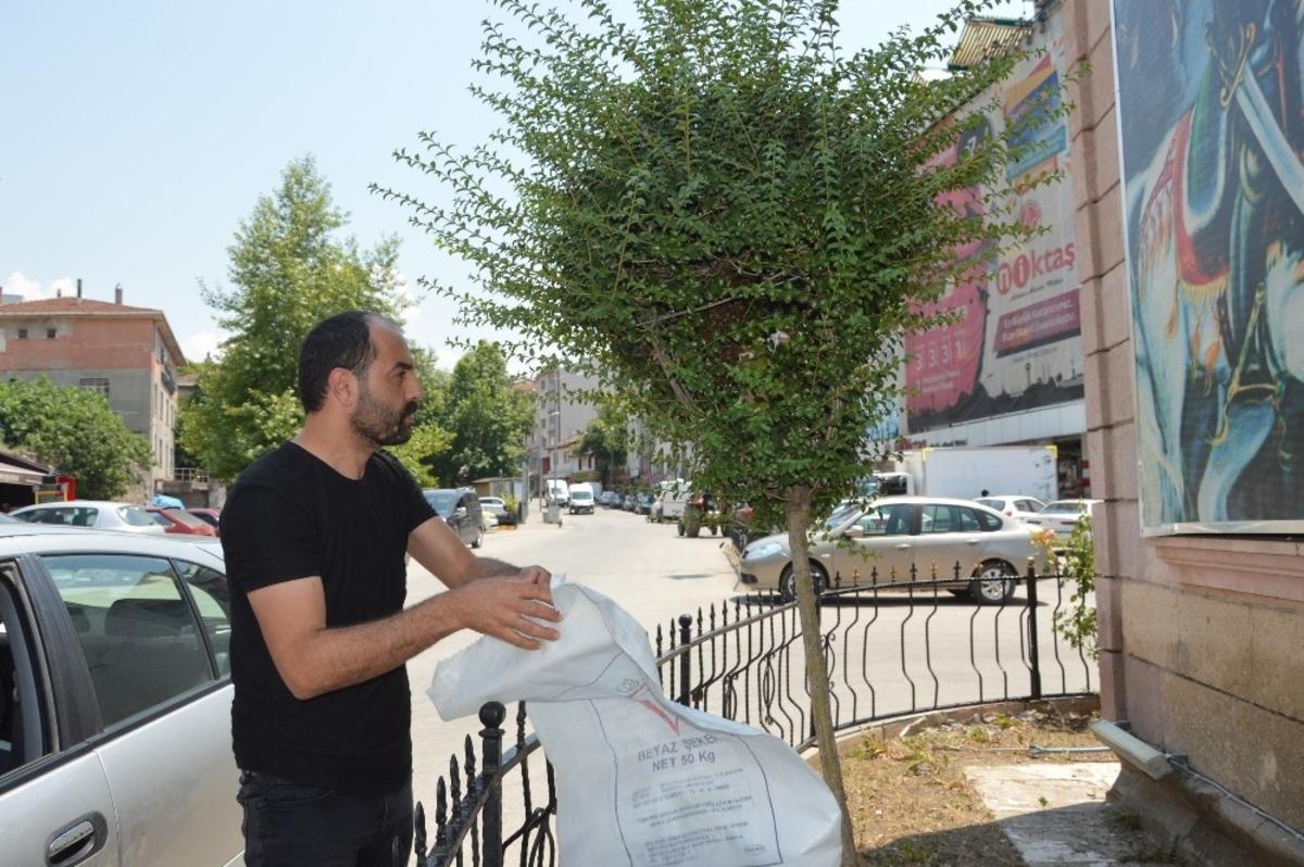 Kovandan firar eden arılar ağaca kondu