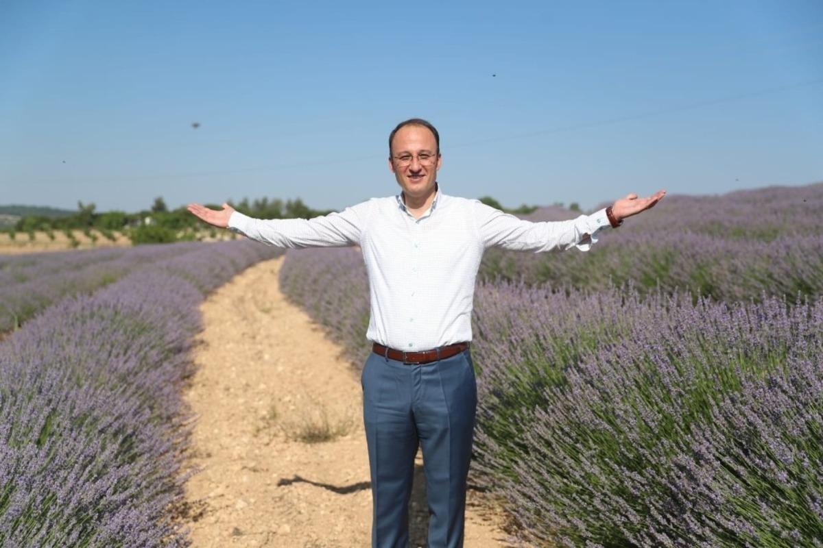 T&uuml;rkiye&rsquo;nin kekik &uuml;retim merkezinde lavantalar da yerini almaya başladı
