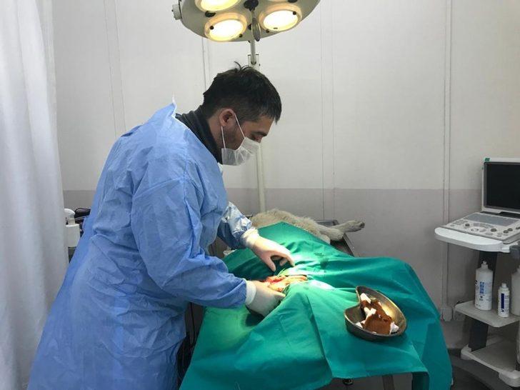 Yıldırım Belediyesi sokak hayvanlarına kucak açıyor G2