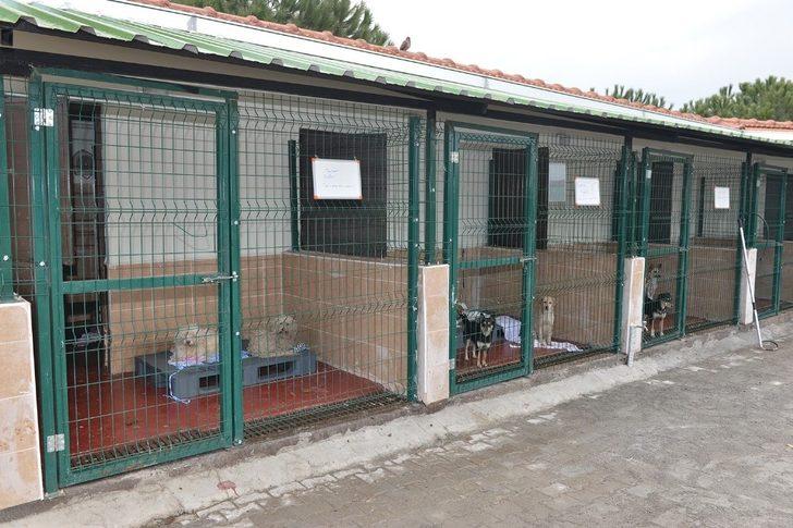 Yıldırım Belediyesi sokak hayvanlarına kucak açıyor G3