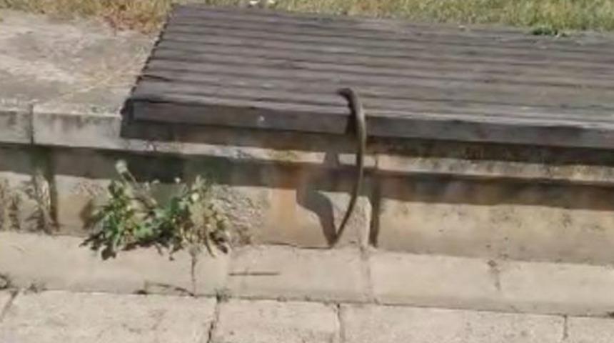 Trabzon'da yılan endişesi: Bir anda şok ge&ccedil;irdik