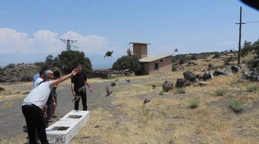 Iğdır&rsquo;da  doğaya keklik  bırakıldı