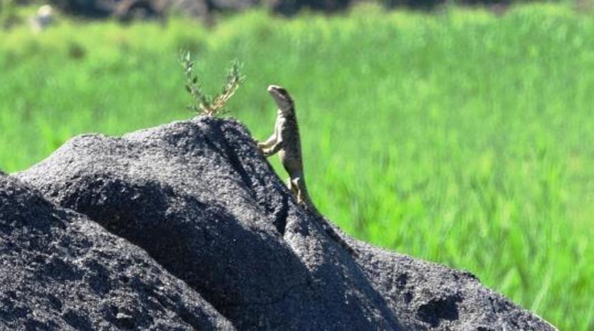 Nadir g&ouml;r&uuml;len t&uuml;rler arasında! Kafkas keleri Iğdır'da g&ouml;r&uuml;nt&uuml;lendi