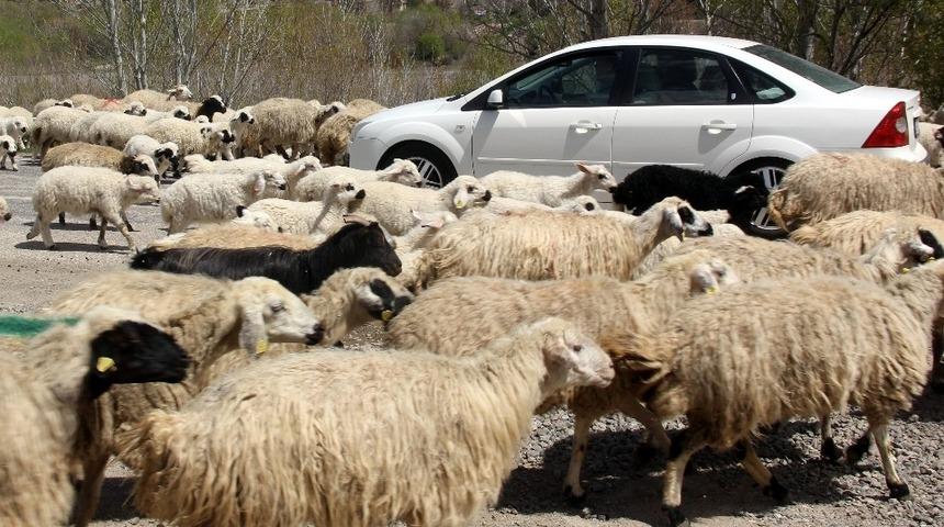 Koyun s&uuml;r&uuml;s&uuml; karayolu kapattı