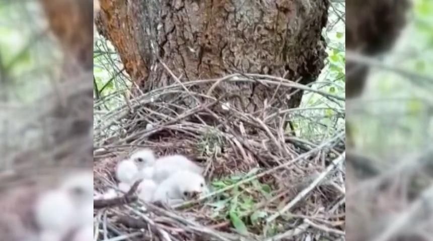 Kartal yavruları yuvalarında g&ouml;r&uuml;nt&uuml;lendi