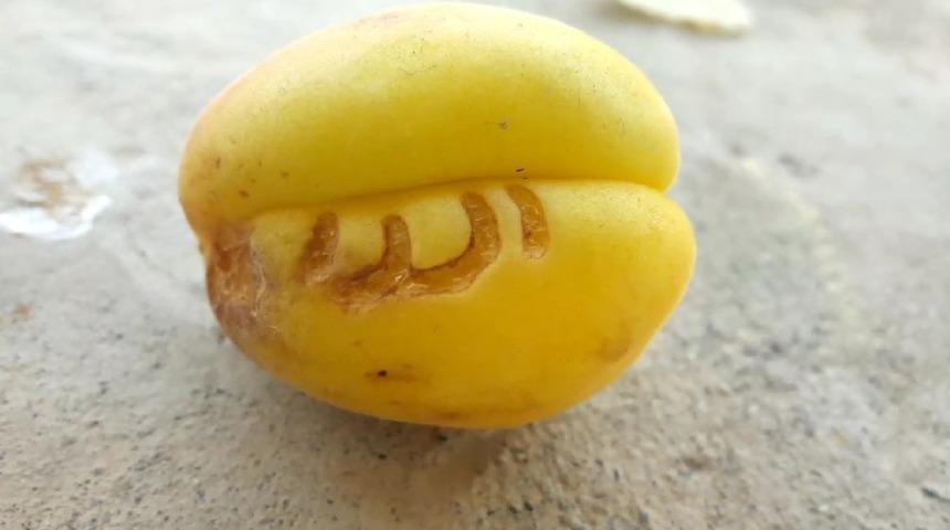 Kayısıda &rsquo;Allah&rsquo; yazısı: Bunu t&uuml;m T&uuml;rkiye&rsquo;nin g&ouml;rmesini istedim