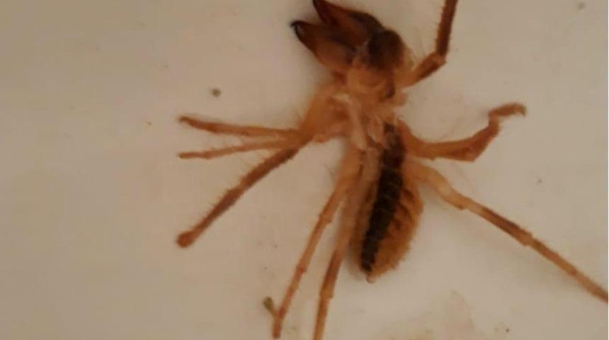 Sarıkız &ouml;r&uuml;mceği vatandaşları tedirgin etti