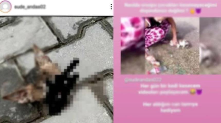 Kan donduran g&ouml;r&uuml;nt&uuml;lerle ilgili Valilik harekete ge&ccedil;ti