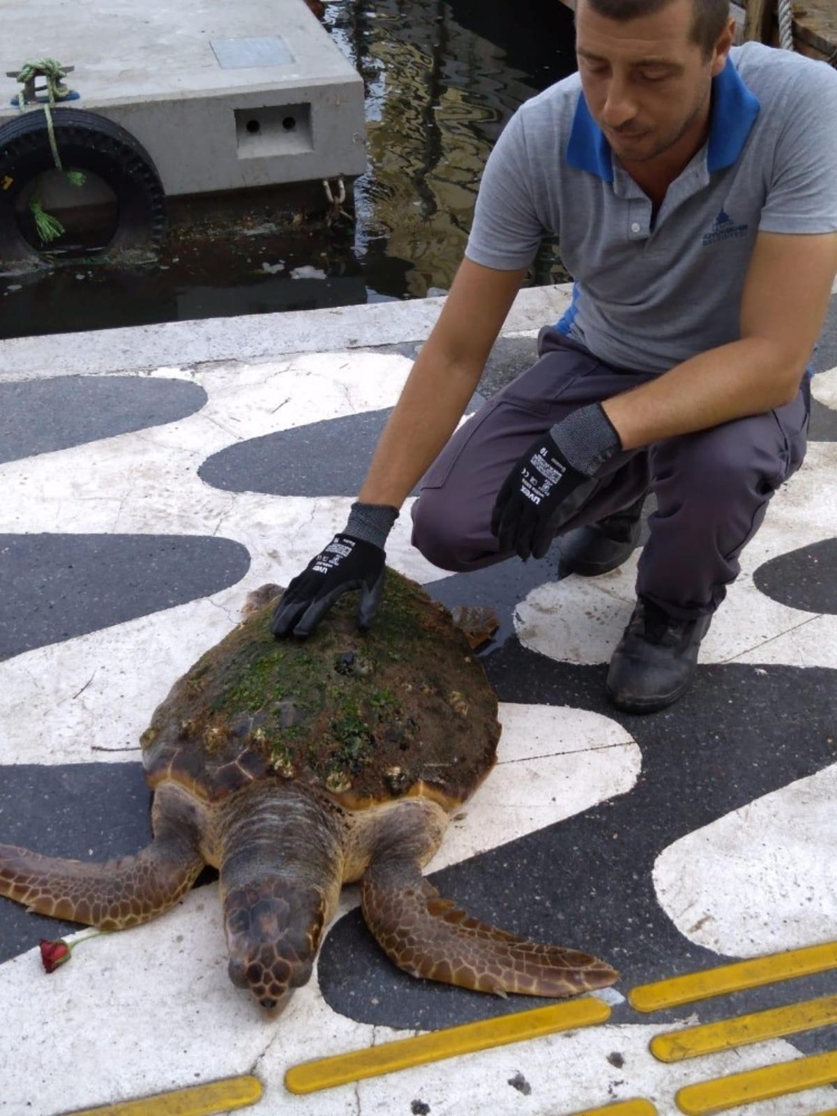 İzmir K&ouml;rfezi&rsquo;nde kıyıya vuran caretta caretta kurtarıldı
