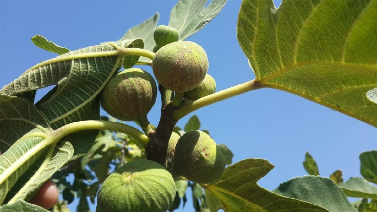 İncir bah&ccedil;elerinde Kırmızı &Ouml;r&uuml;mcek m&uuml;cadelesi s&uuml;r&uuml;yor