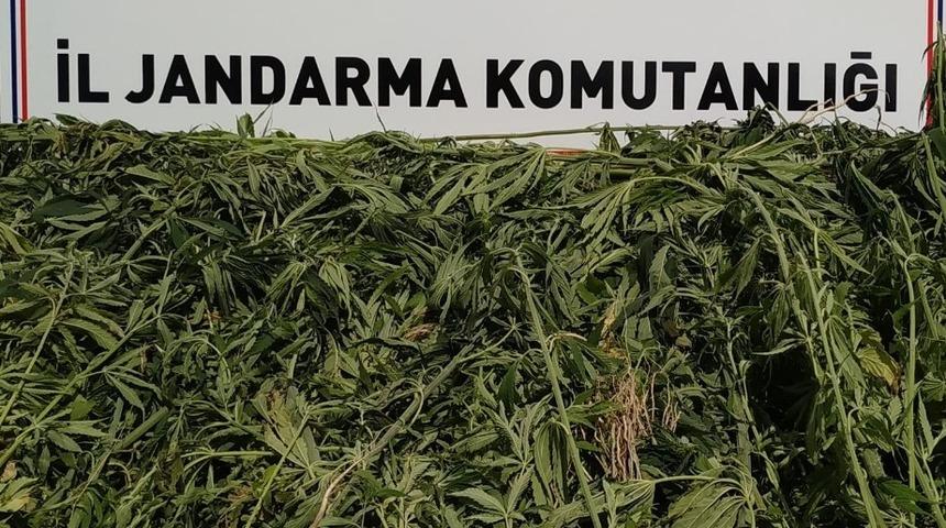 Kayseri&rsquo;de bin 708 k&ouml;k kenevir ele ge&ccedil;irildi