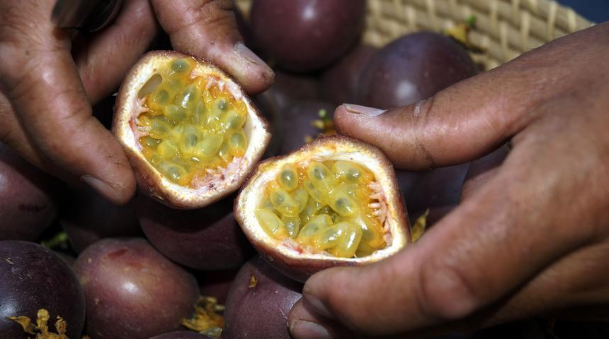Hobi amaçlı başladı! Passiflora meyvelerini 100 liradan satıyor