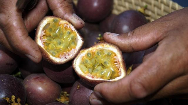 Hobi amaçlı başladı! Passiflora meyvelerini 100 liradan satıyor