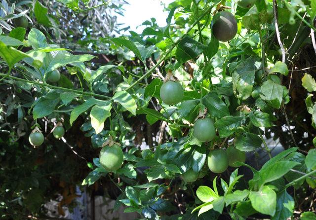 passiflora-meyvelerini-100-liradan-satisa-cikardi_3748_dhaphoto3